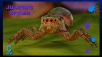 Jumping Spider Render